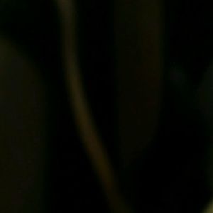 Meet your Posher, Frankie